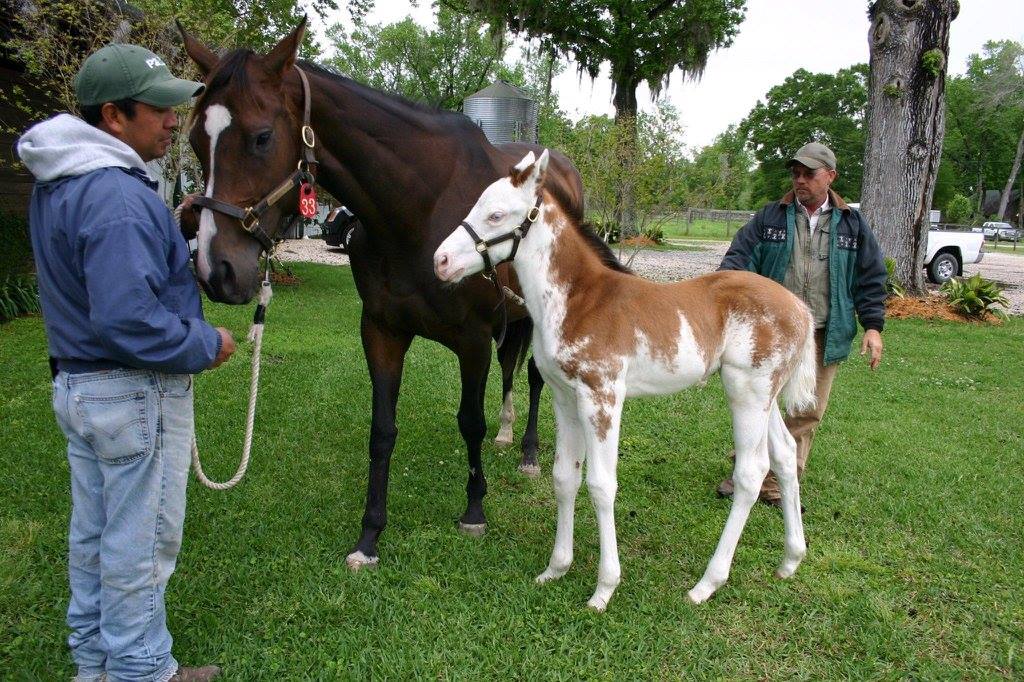 painting the sky foal